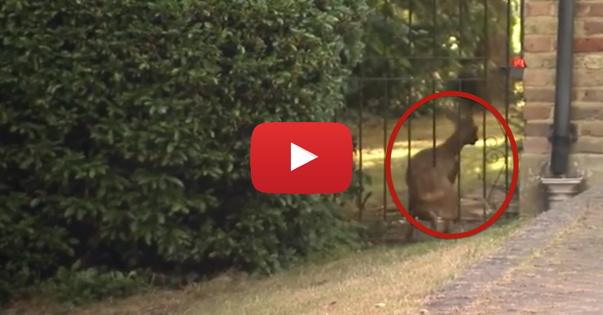 fawn-caught-in-fence-play