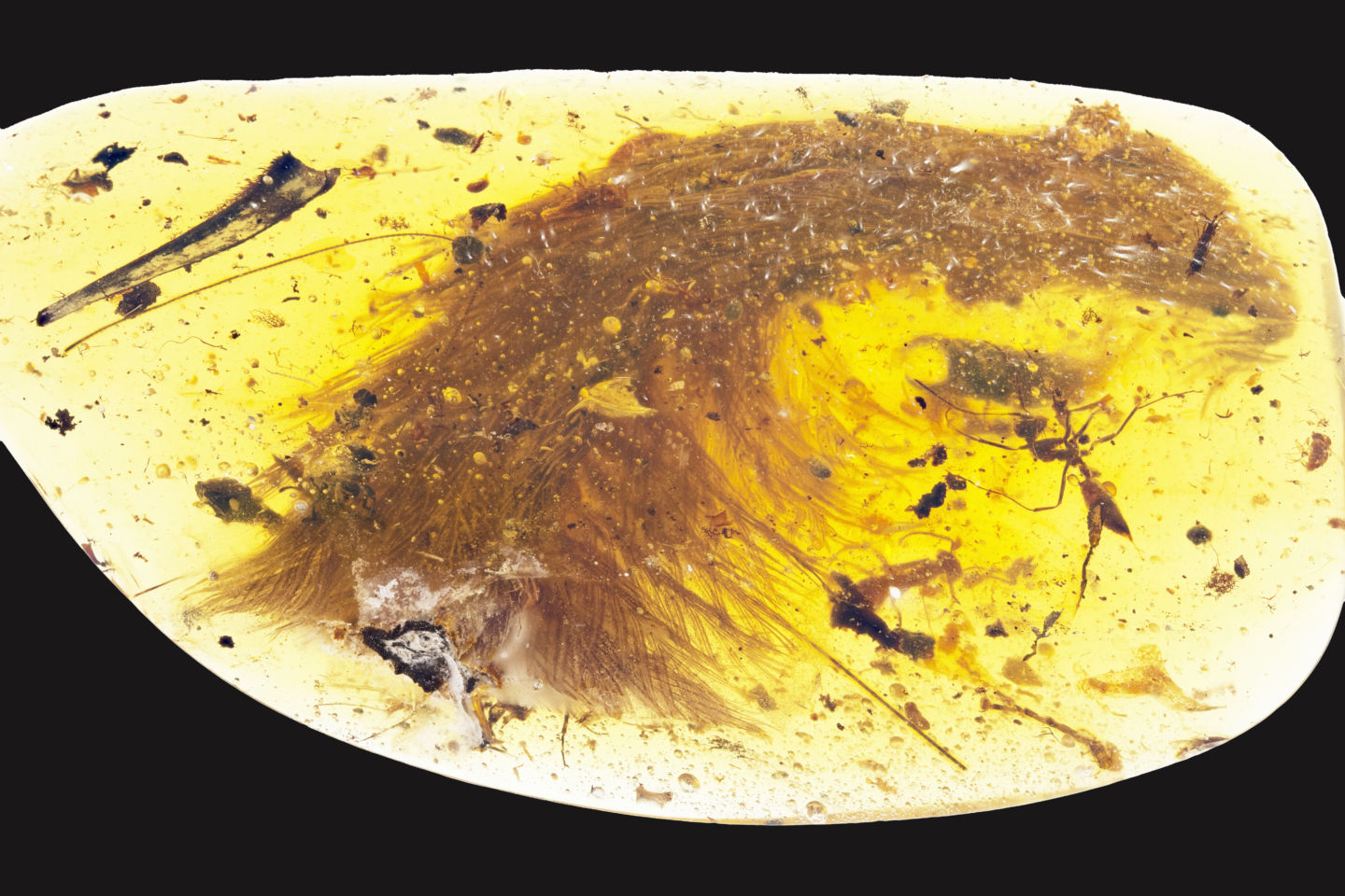 feather-5.jpg