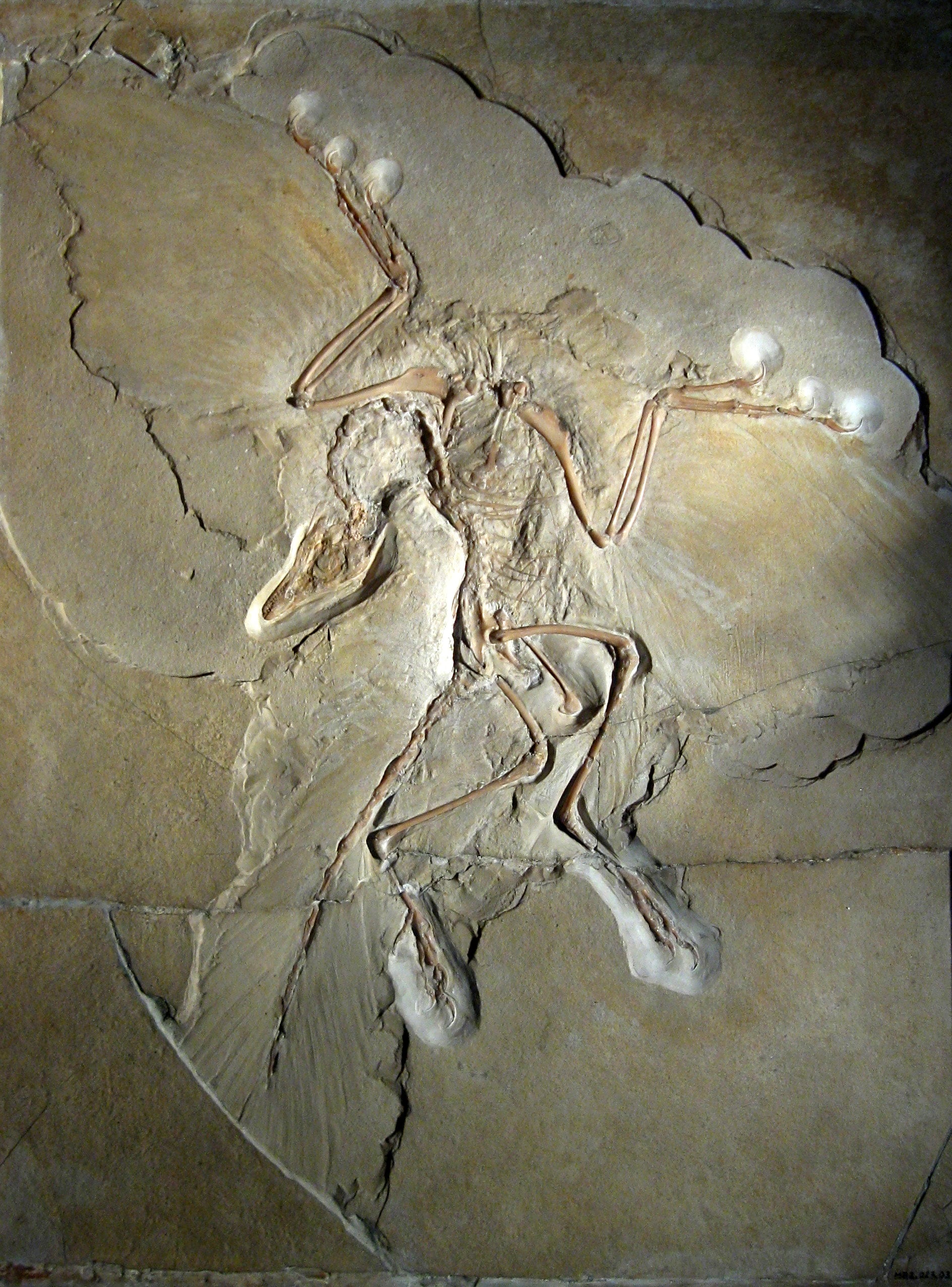 feather-7.jpg