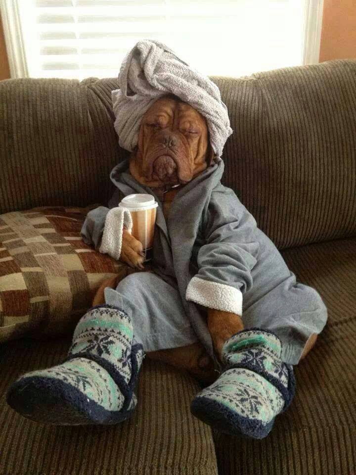 features_cubfeed_photo_12h_madhatters.me_.uk20140427caption-this-588hungover-dog.jpg