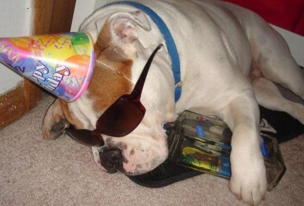 features_cubfeed_photo_12j_vir4l.comdog-partied-too-much.jpg