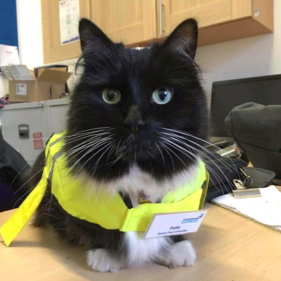 felixcat_a.jpg