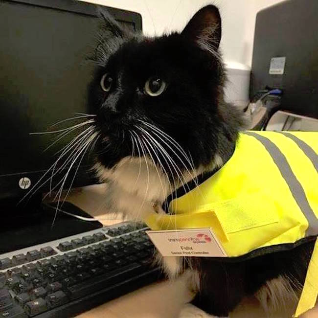 felixcat_b.jpg