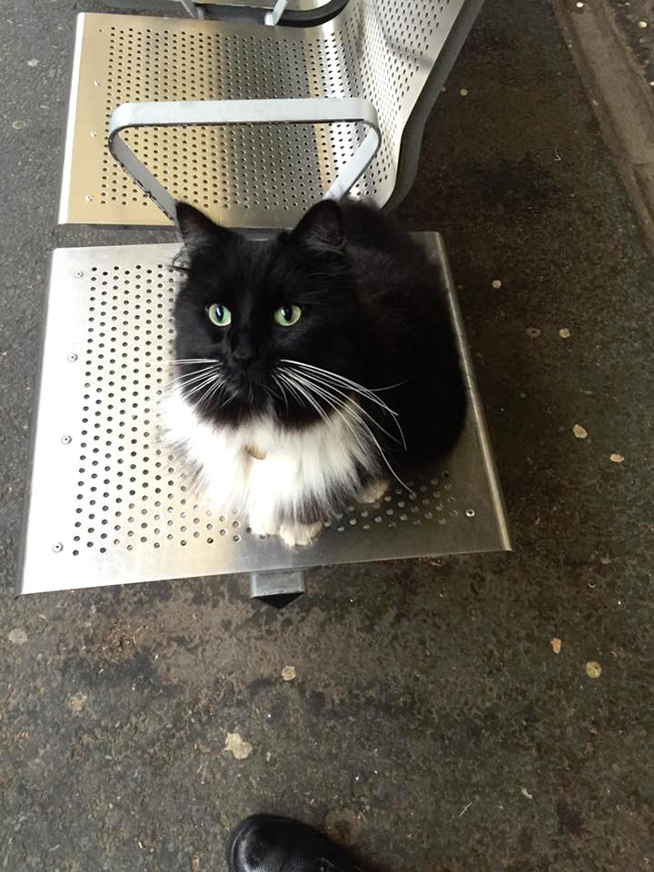 felixcat_c.jpg felixcat_c.jpg