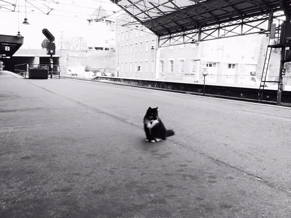 felixcat_d.jpg
