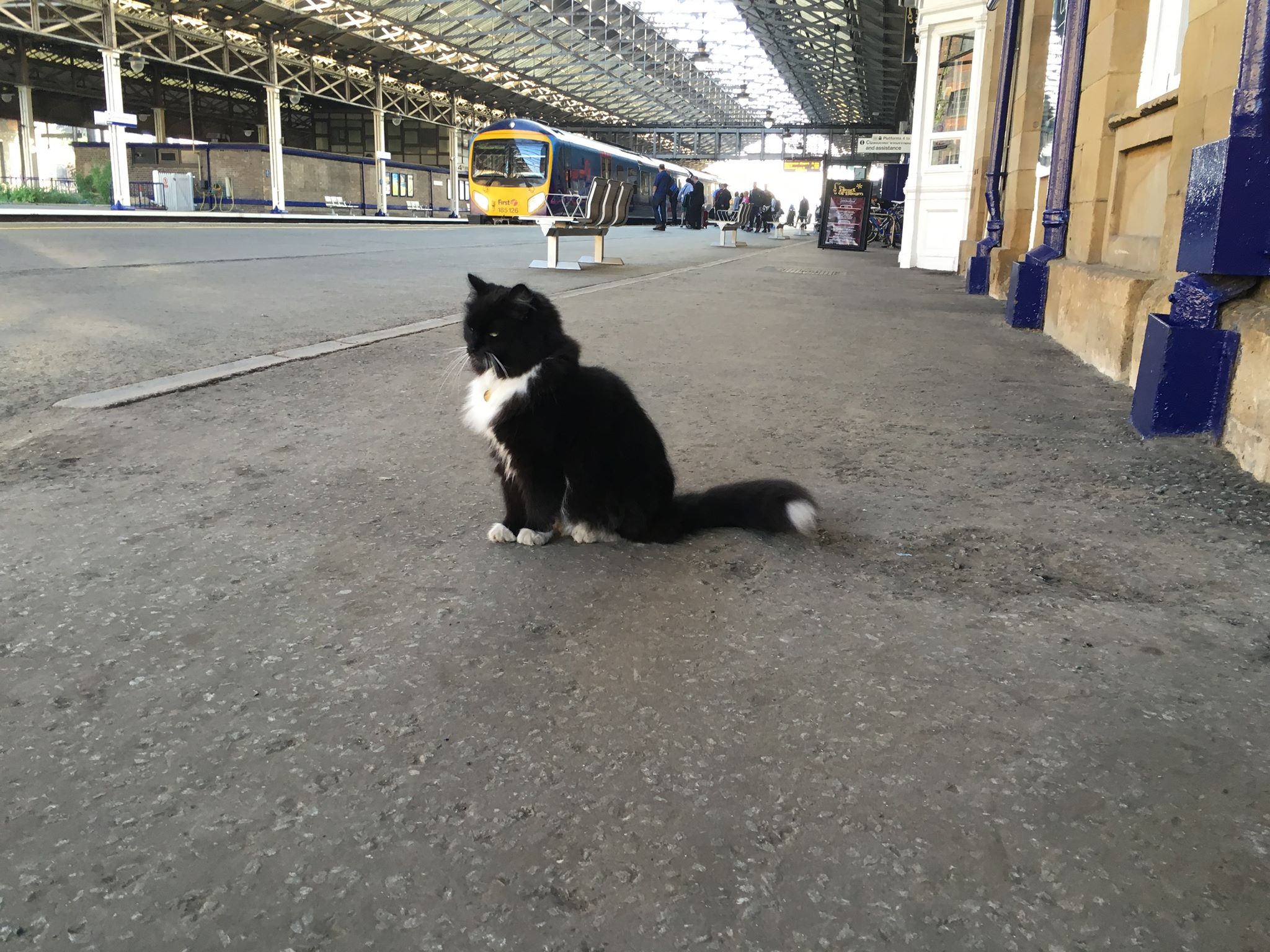 felixcat_e.jpg