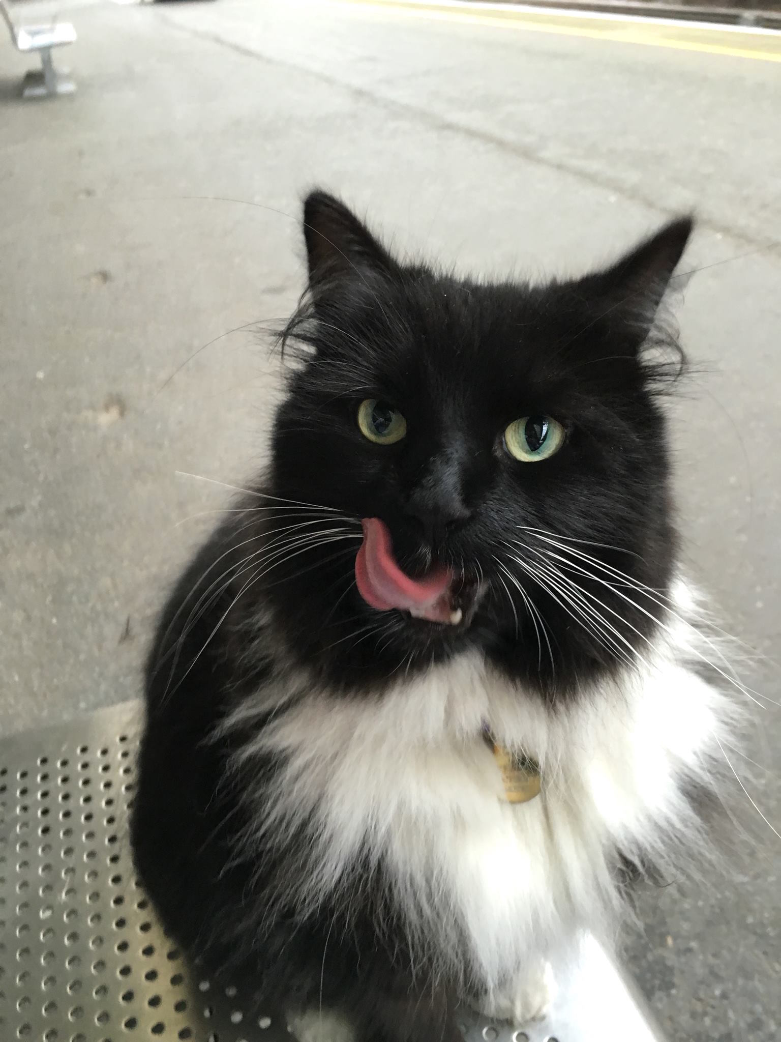felixcat_f.jpg