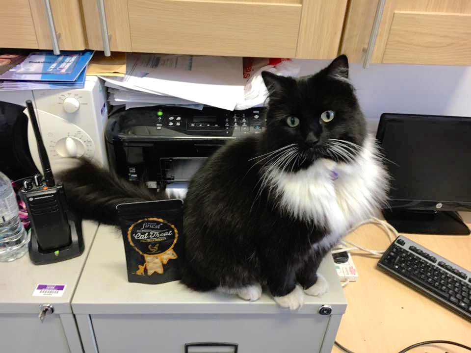 felixcat_h.jpg