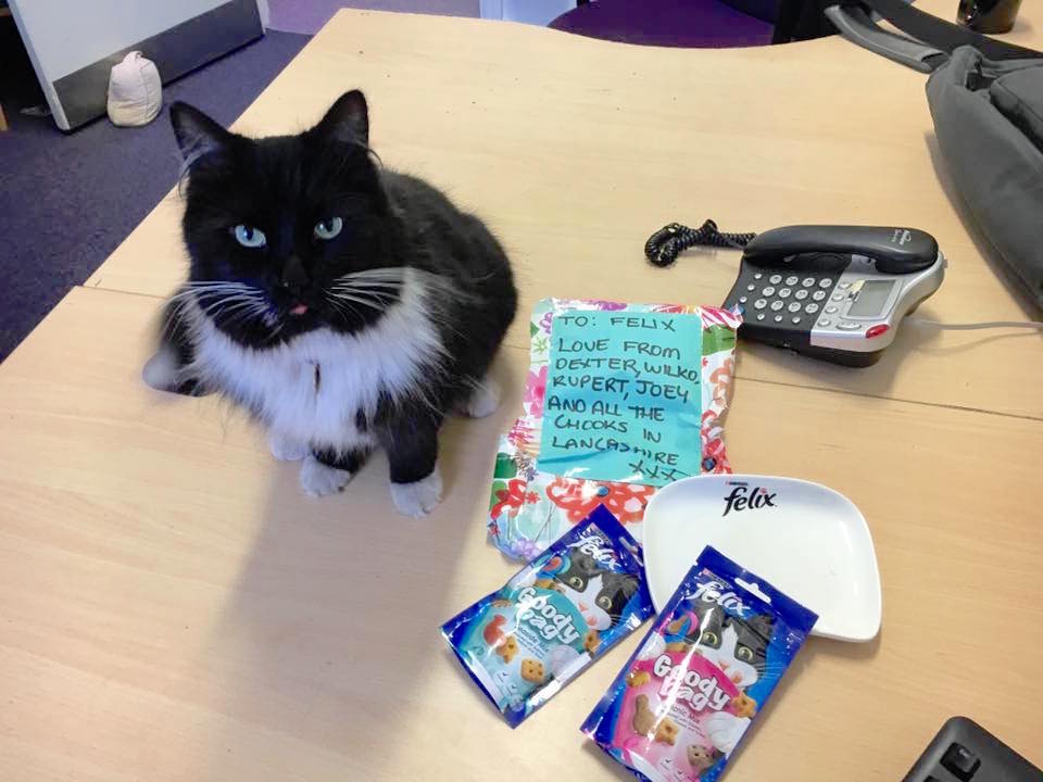 felixcat_j.jpg