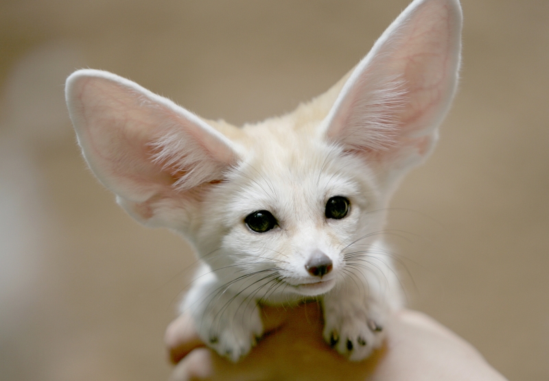 fennec-fox21.jpg