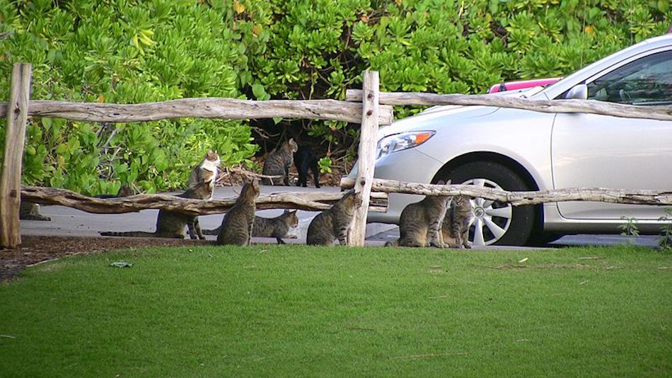 feral-cats-car.jpg