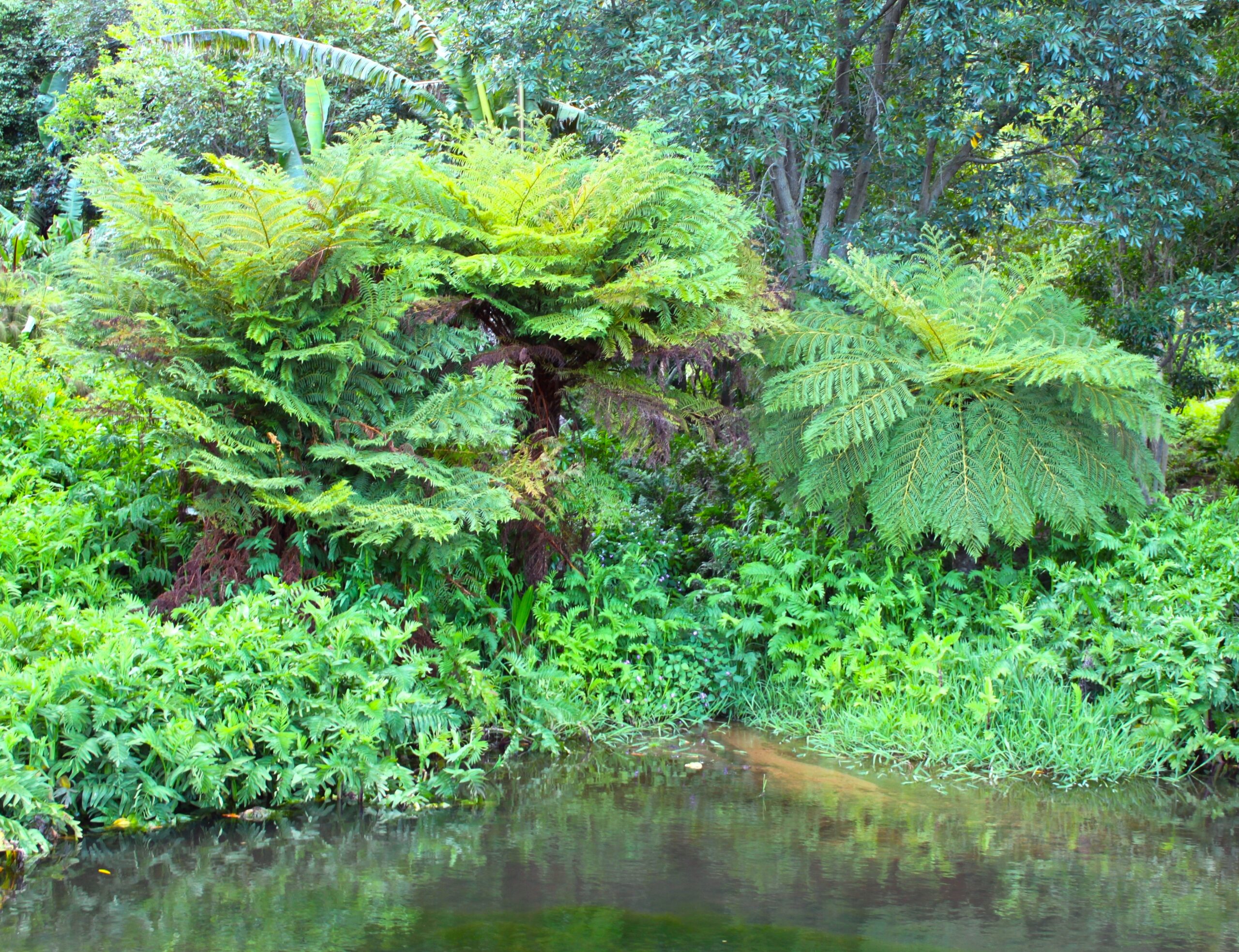 ferns.jpg