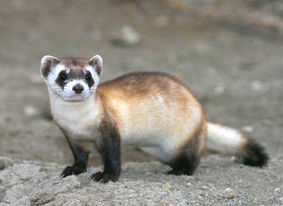 ferret.jpg