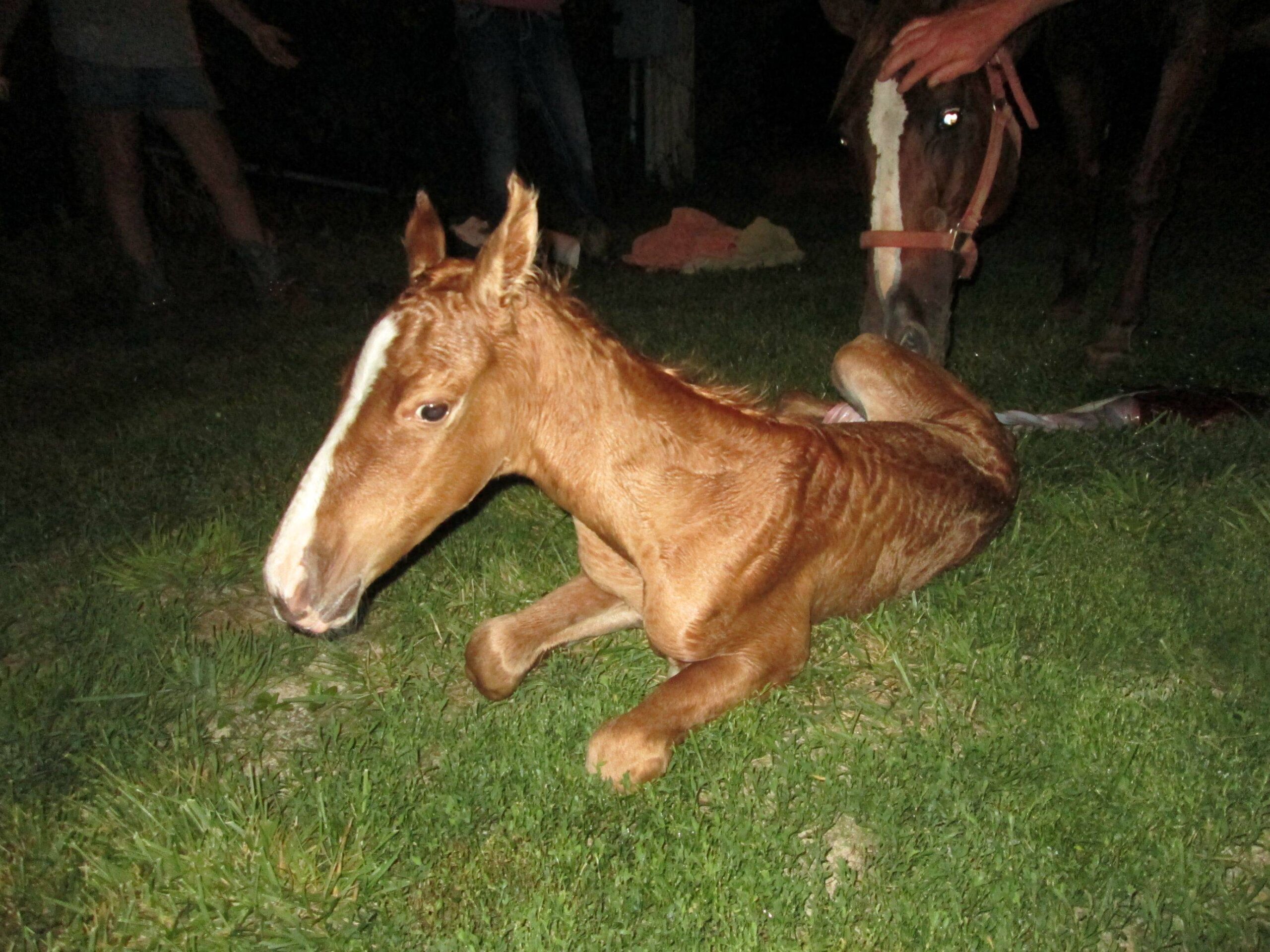 filly-1.jpg