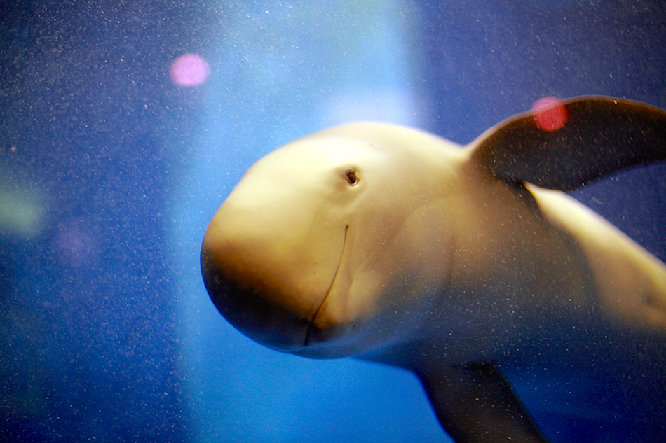 finless-porpoise.jpg