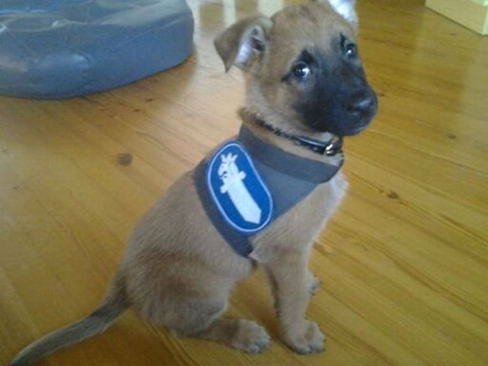 finnish-police-pup.jpg