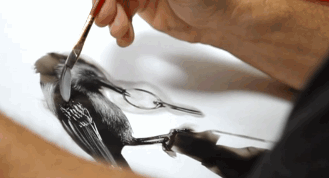 fire5.gif