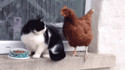 fire6.gif