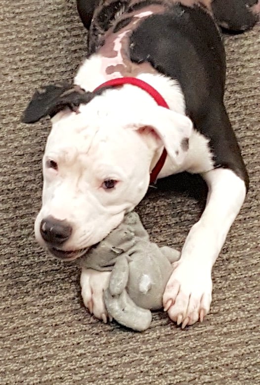 firefightersavespuppy_1.jpg firefightersavespuppy_1.jpg