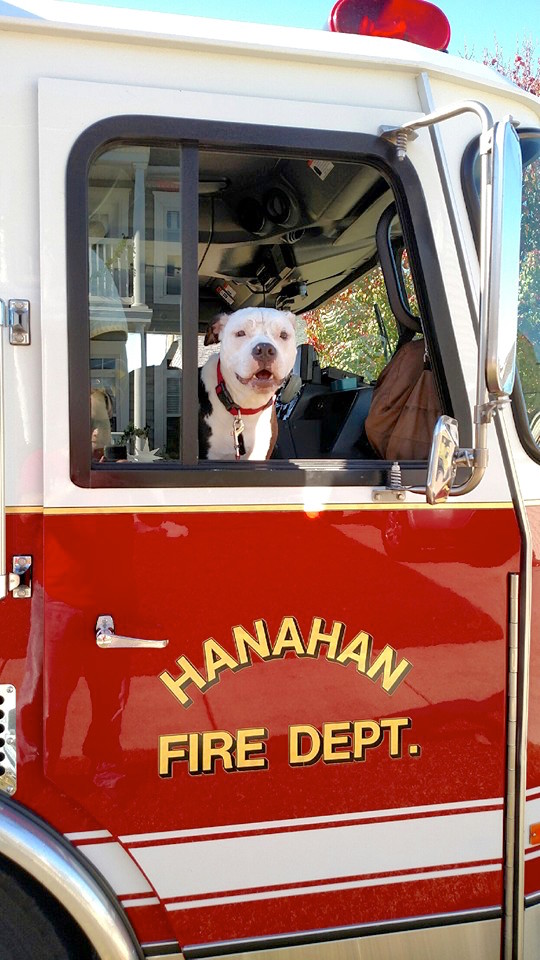 firefightersavespuppy_10.jpg