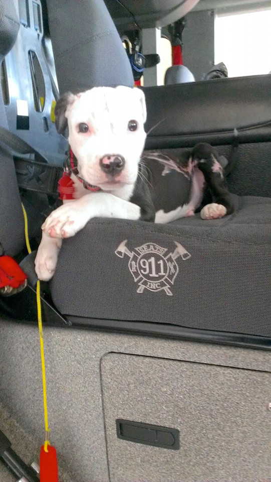 firefightersavespuppy_3.jpg