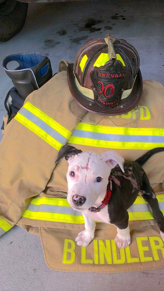 firefightersavespuppy_4.jpg