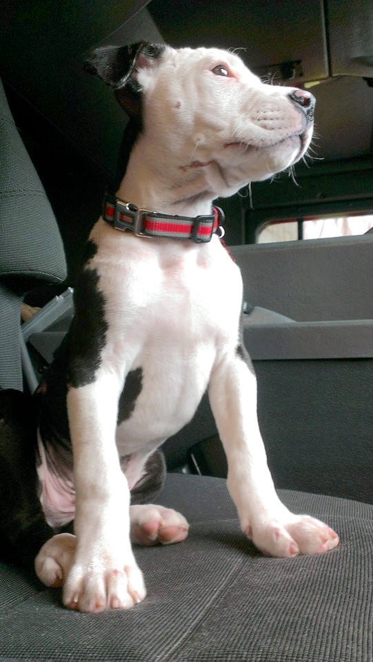 firefightersavespuppy_5.jpg