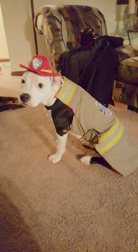 firefightersavespuppy_6.jpg