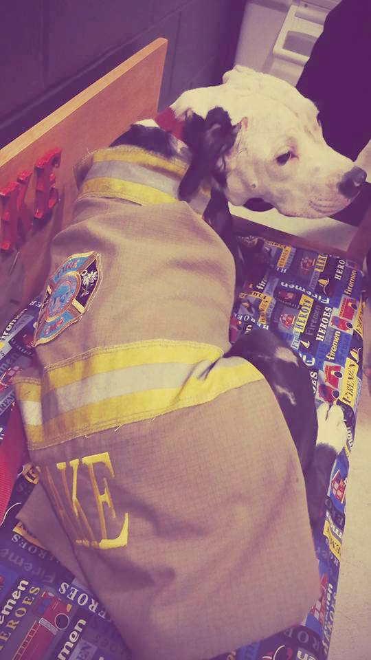 firefightersavespuppy_7.jpg
