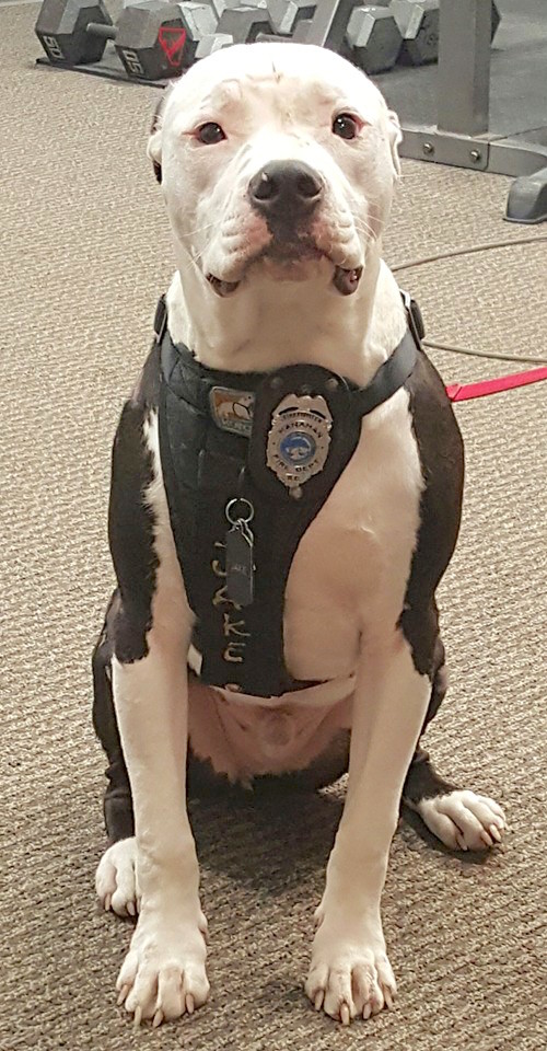 firefightersavespuppy_9.jpg