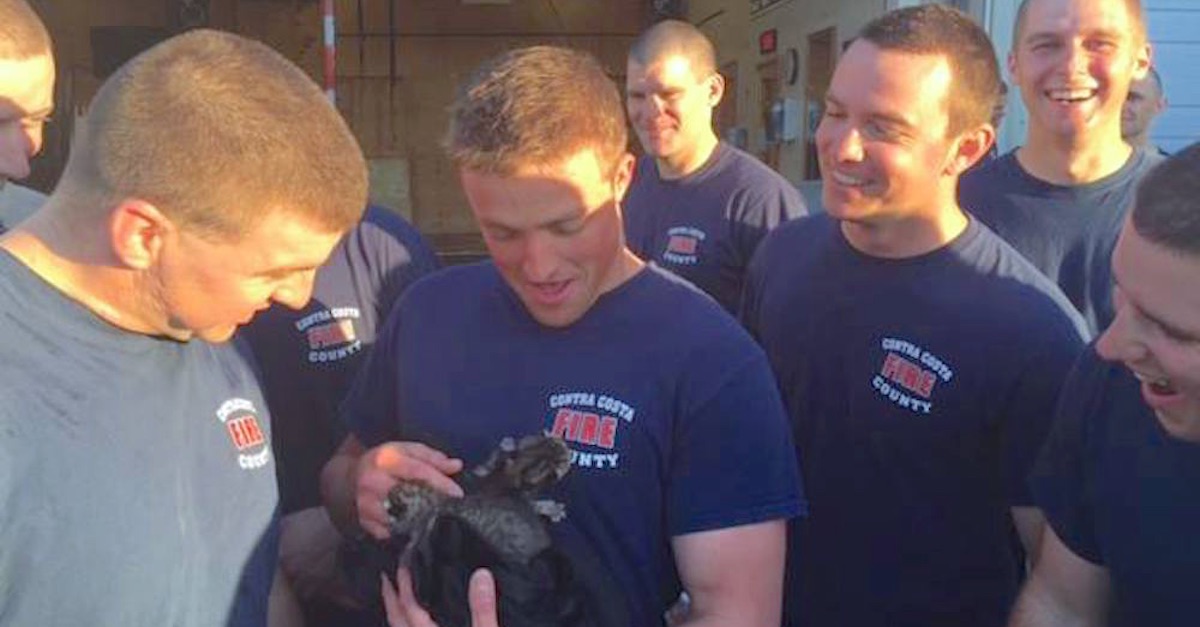 firemen kittens thumb hp