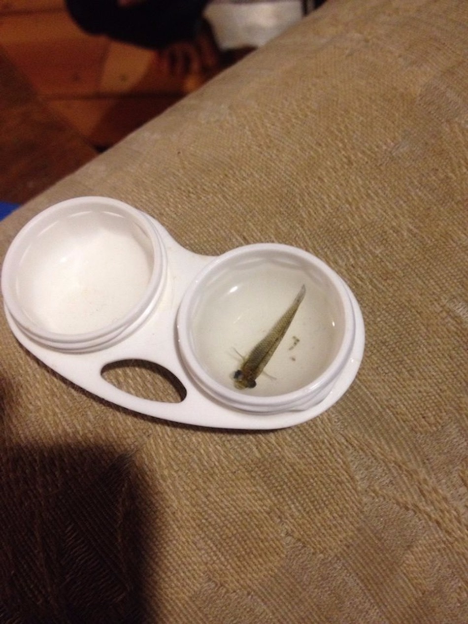 fish-1.jpg