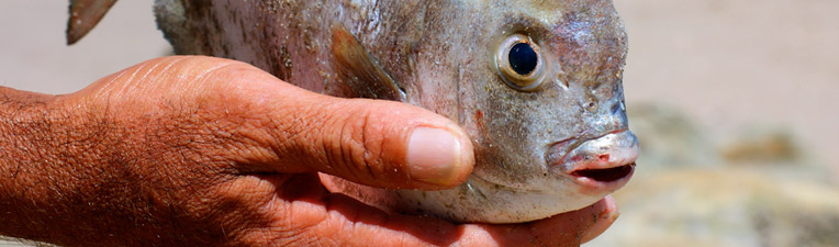 fish-hands.jpg