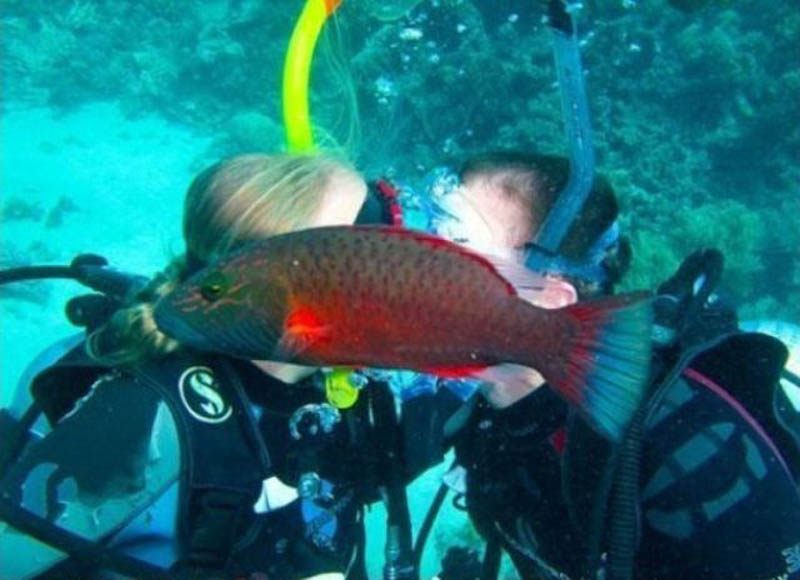 fish-photobombs-kissing-couple-animal-photobomb.jpg