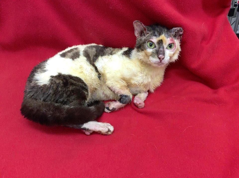 flamecat_a.jpg