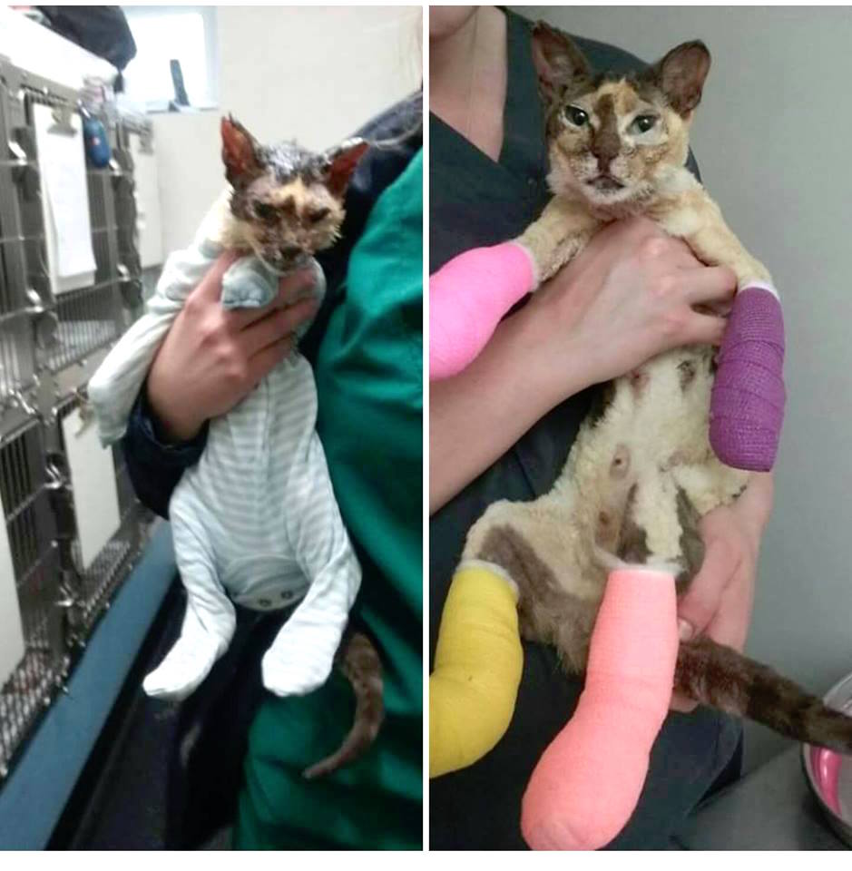 flamecat_e.jpg