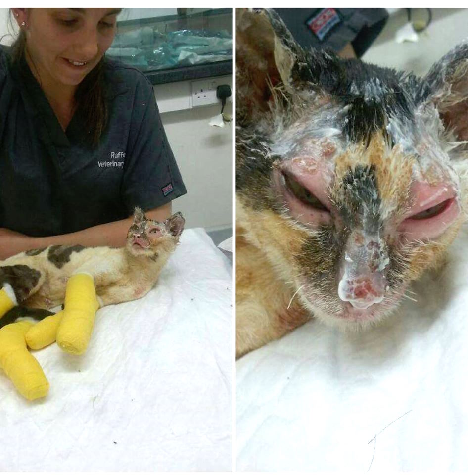 flamecat_f.jpg