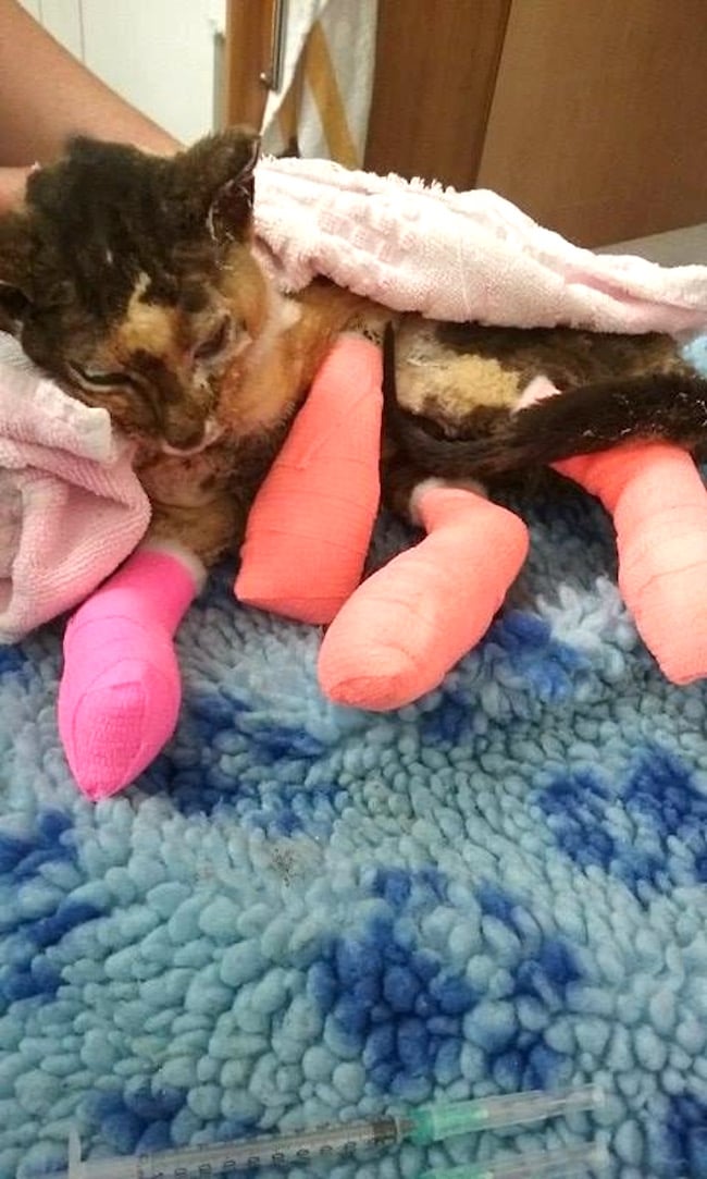 flamecat_g.jpg