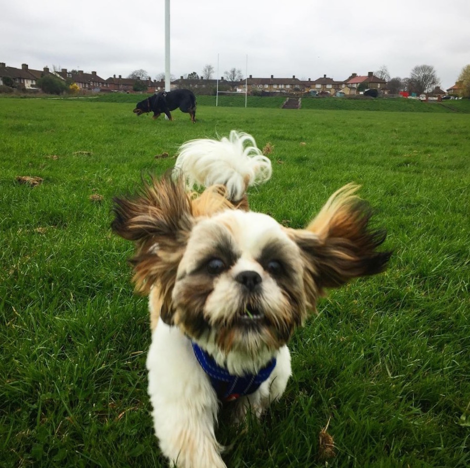 floppy-ears.jpg