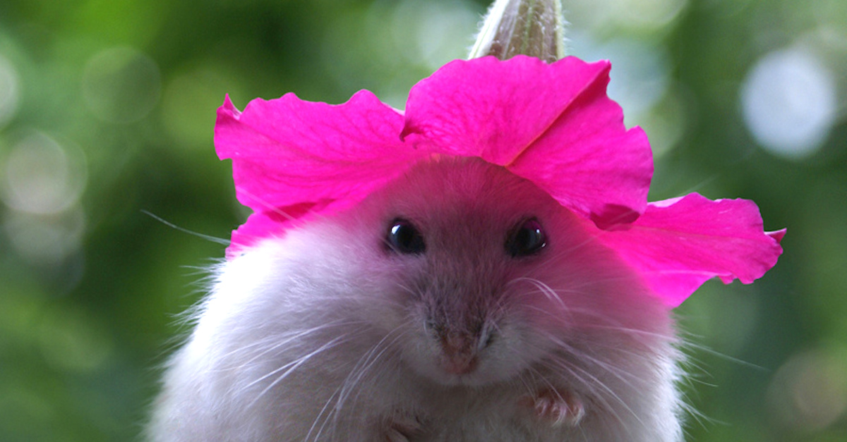 flowerhat