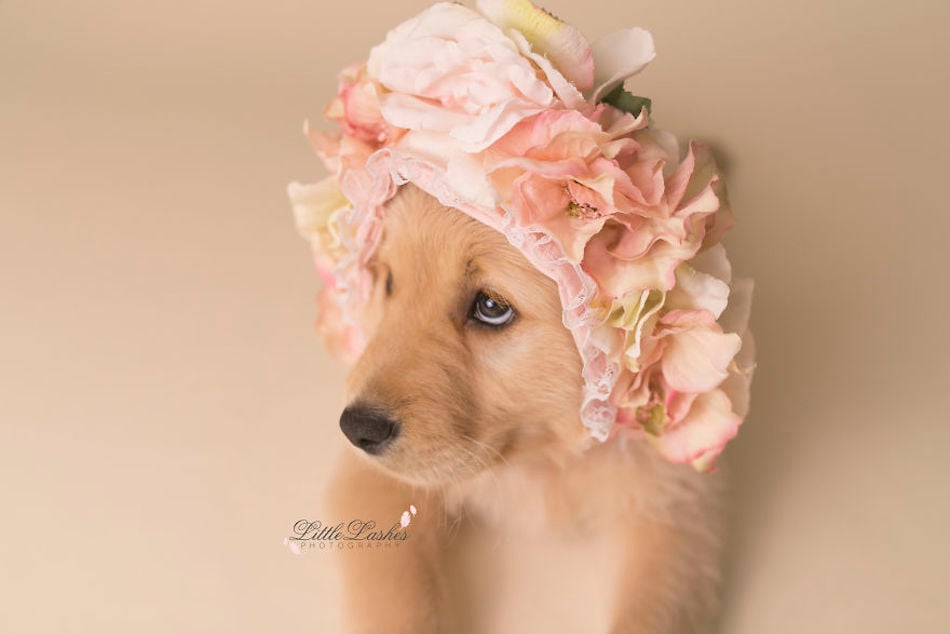 flowers-10.jpg flowers-10.jpg