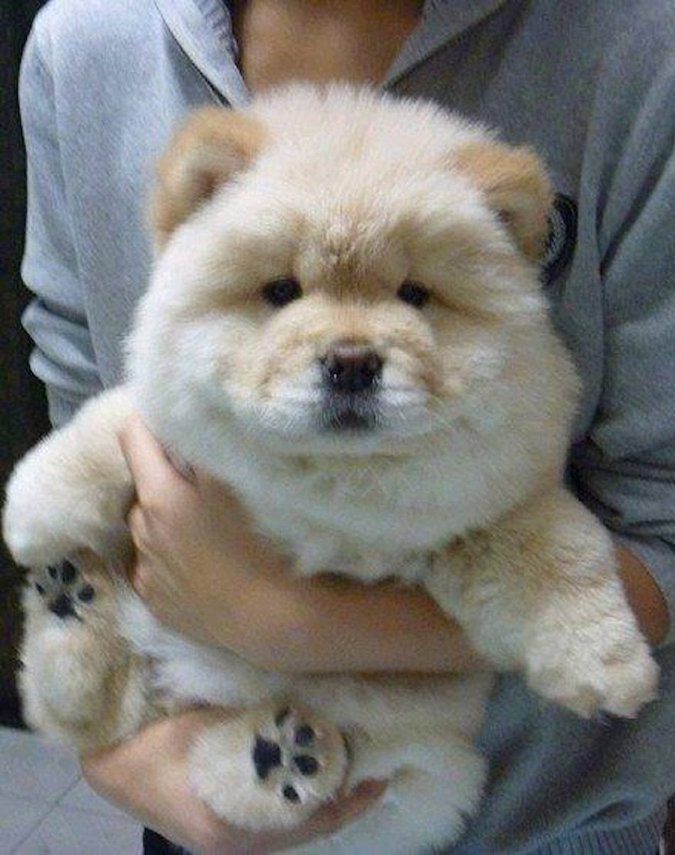 fluff.jpg