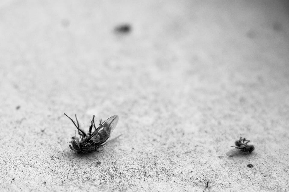 fly-1913170_960_720.jpg