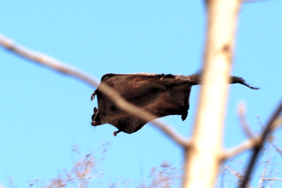 flying-squirrel-1.jpg