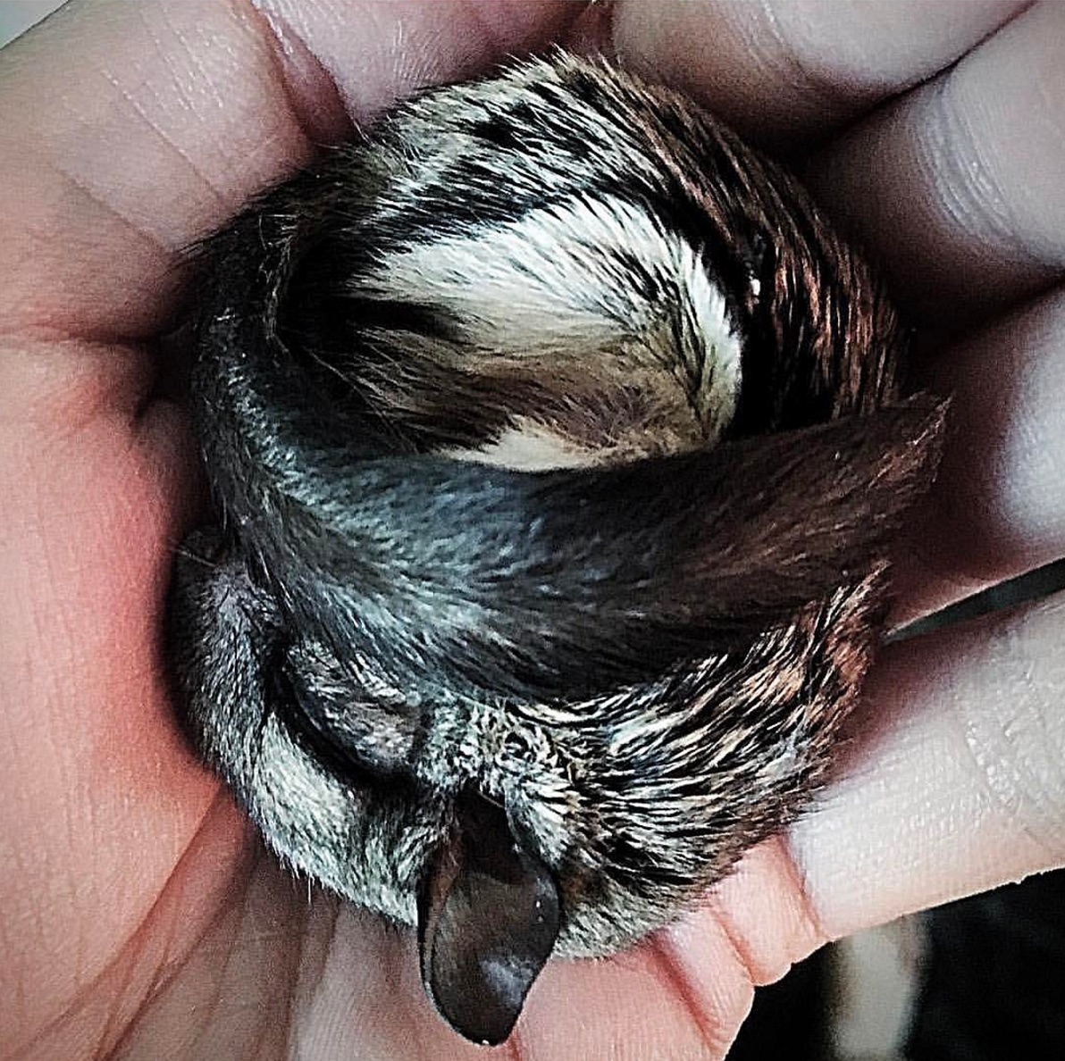 flying-squirrel-baby.jpg