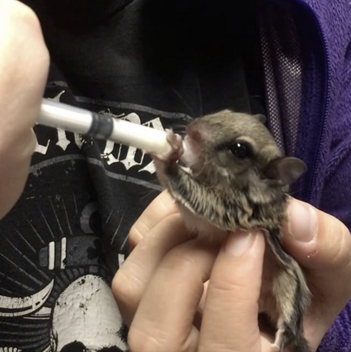 flying-squirrel-eating.jpg