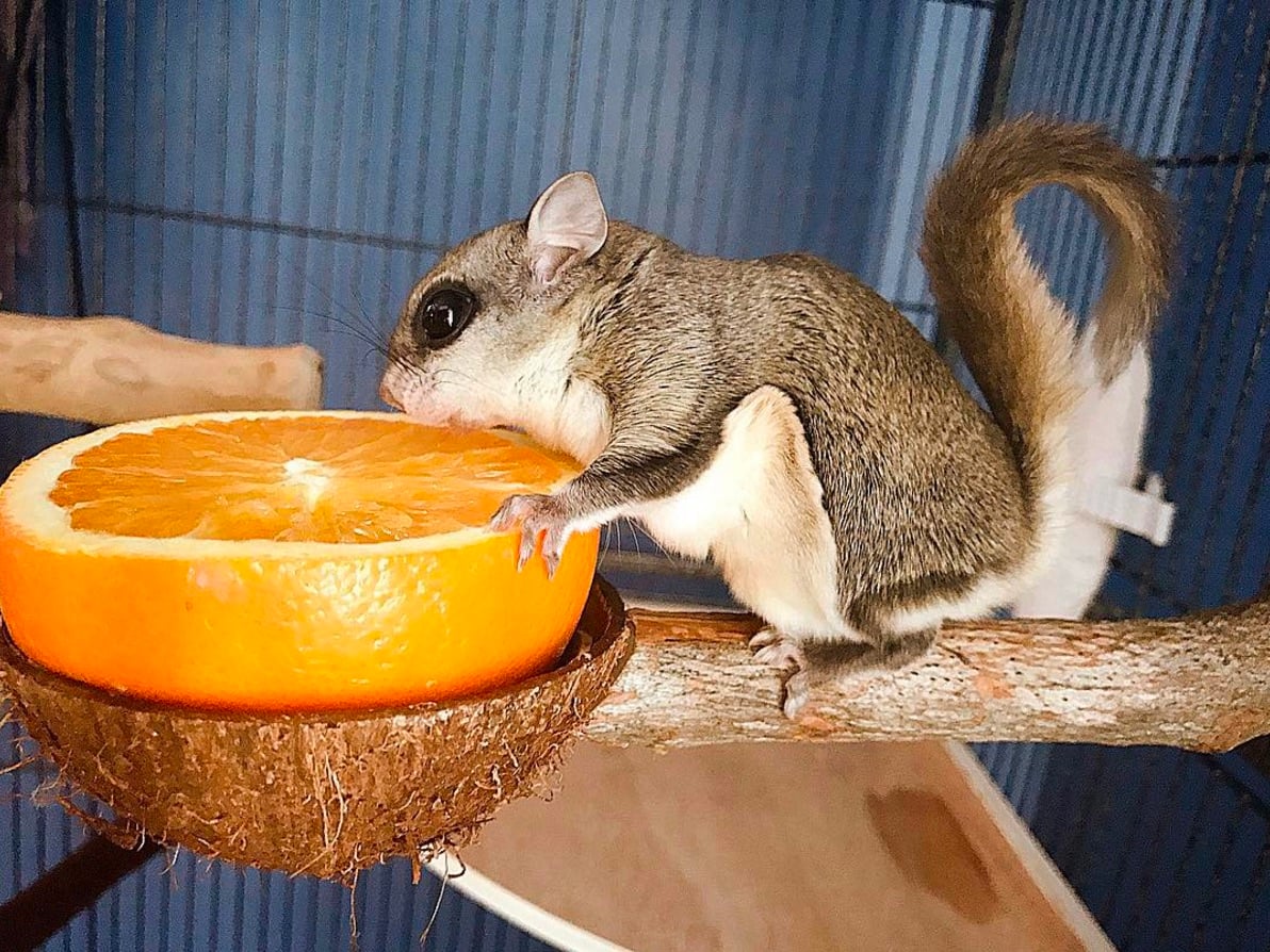 flying-squirrel-orange.jpg
