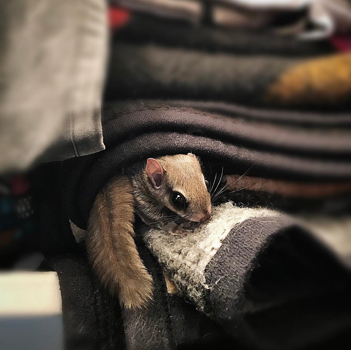 flying-squirrel.jpg