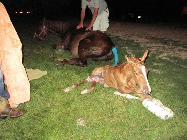 foal1-1.jpg