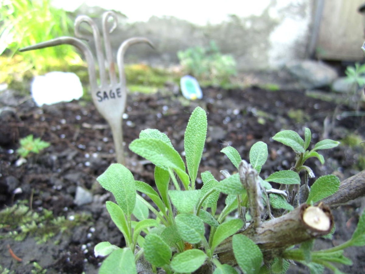 fork-garden-label.jpg